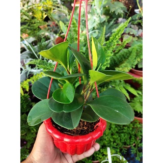 C. Trường sinh xanh chậu treo