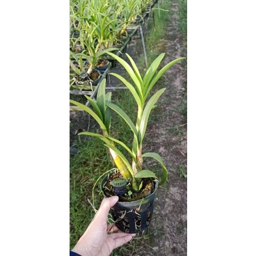 Denro nắng Banana hoa thơm cây tơ