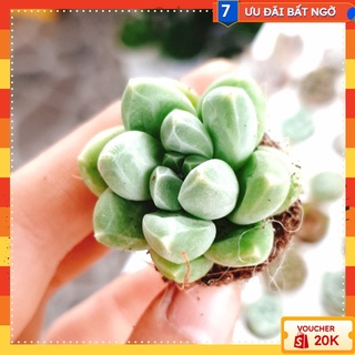 Sen đá kim cương size mini - xuất xứ Đà Lạt, đã thuần khí hậu