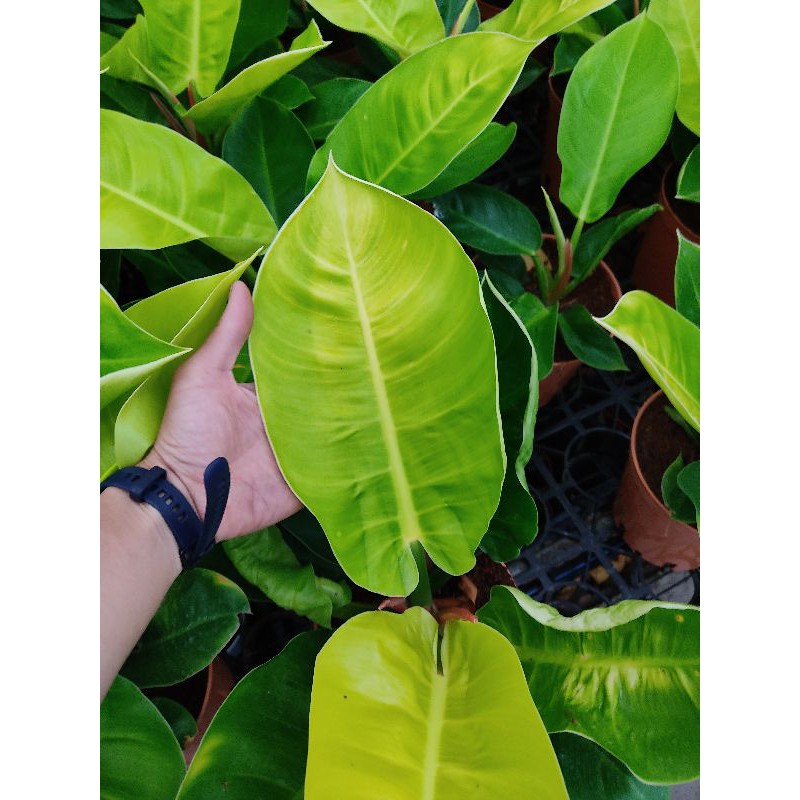 Chậu cứng trầu bà Philodendron Imperial Yellow size lớn