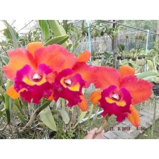 hoa phong lan catleya màu cam