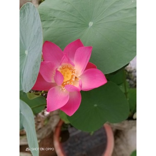 Sen tứ Quý bốn mùa An Yên