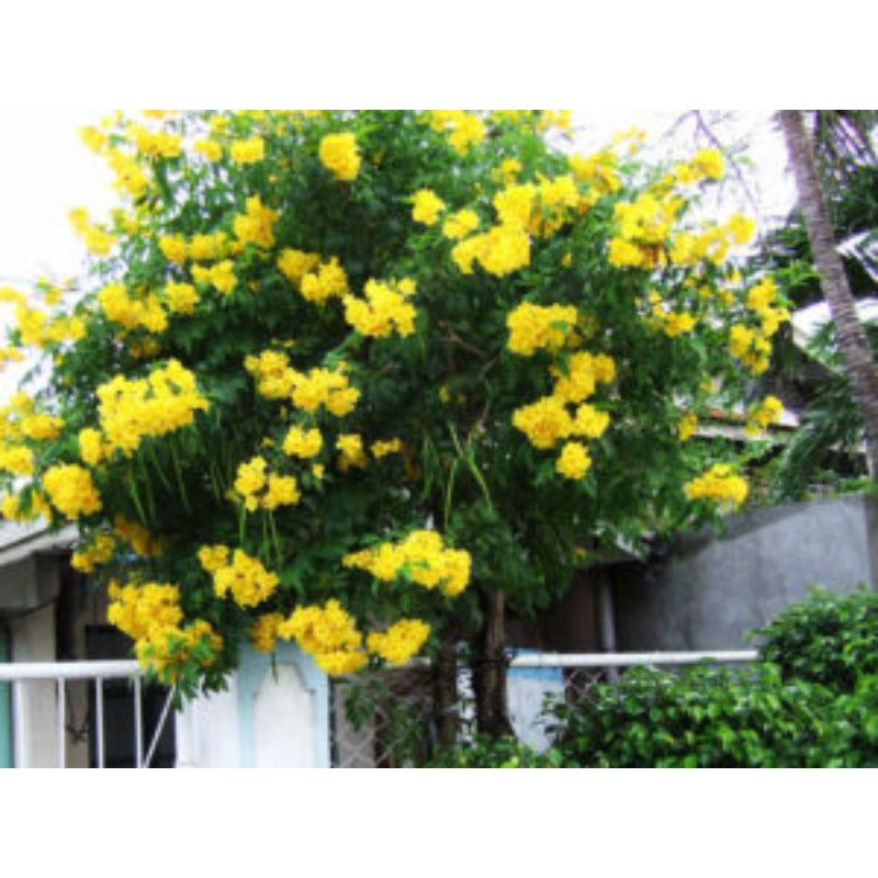 Hoa chuông vàng hoàng yến