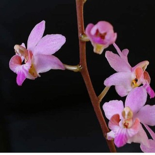 lan hồ điệp rừng lá gấm