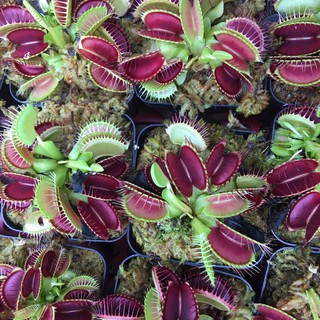 Chậu cây bẫy kẹp, flytrap venus