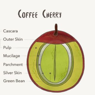 Cascara