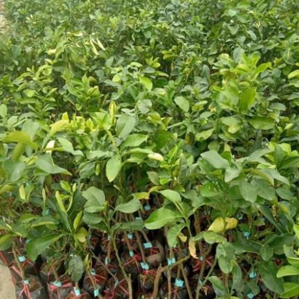 Cây giống bưởi da xanh ruột hồng không hạt vị chua ngọt thanh .