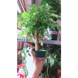 Cây hạnh phúc để bàn đẹp