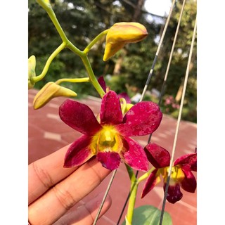 (1 chậu) Hoa lan dendro nắng , màu đỏ, hoa thơm - chưa hoa