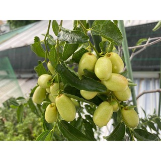 Cây giống đại hồng táo Tân cương Panzao, Lizao, Tiger Tooth nhập khẩu Trung Quốc, cây gốc to, đã nảy mầm ổn định