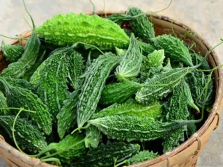 Hạt giống khổ qua Gai ( rừng lai ấn độ)