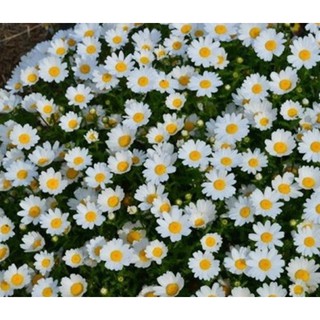 100Hạt giống hoa Cúc chi trắng