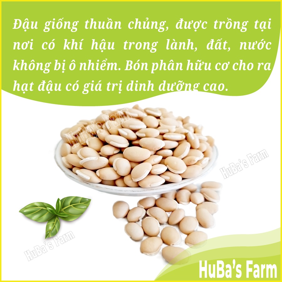 Đậu ván trắng sạch giống thuần chủng, đậu ván trắng quê nhà, đậu ván đẹp không chất bảo quản