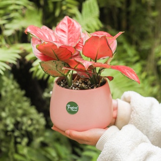 Chậu cây vạn lộc hồng trang trí nhà cửa tropical forest