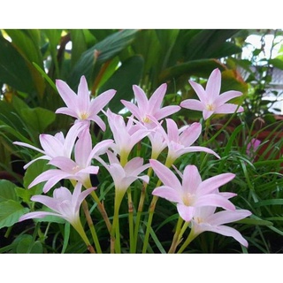 10 củ giống huệ mưa màu hồng sen