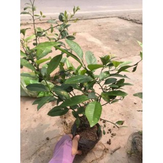 [Xả - Cắt Lỗ ] Cây Chanh Ta Giống