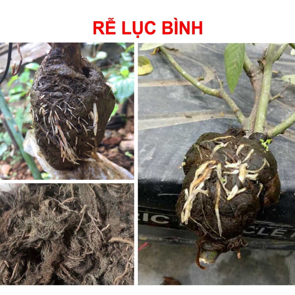 100g Rễ lục bình khô dùng chiết cành, giữ ẩm kích rễ non hiệu quả