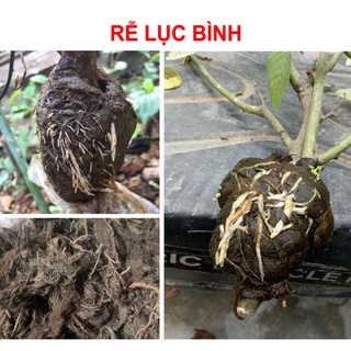 100g Rễ lục bình khô dùng chiết cành, giữ ẩm kích rễ non hiệu quả