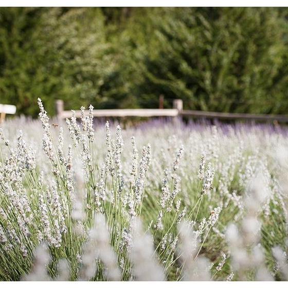 HẠT GIỐNG HOA OẢI HƯƠNG HOA LAVENDER