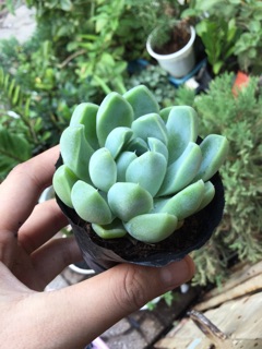 SEN ĐÁ SAO BĂNG GIỐNG MỚI SIZE 4-6CM