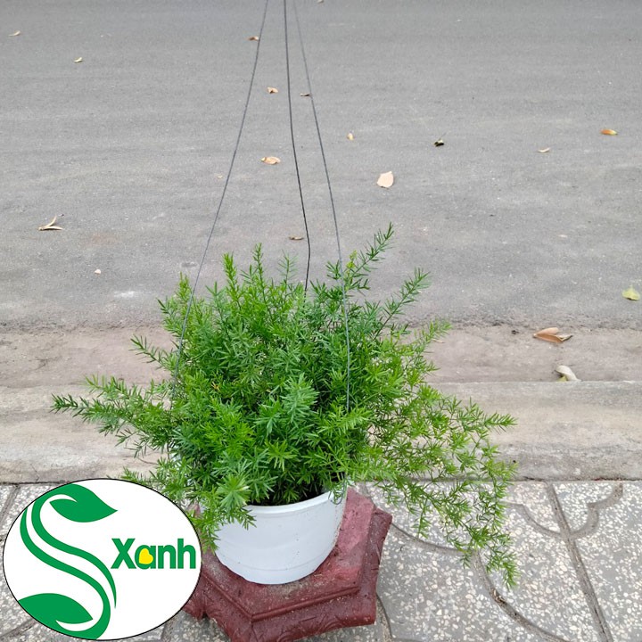 Chậu Treo Thiên Môn Đông