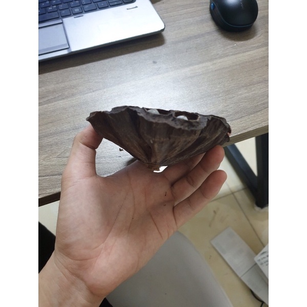 Đài sen khô có hạt trang trí nhà cửa có cành