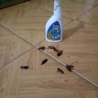 Xịt thảo mộc 10s-Đặc trị muỗi, gián, kiến