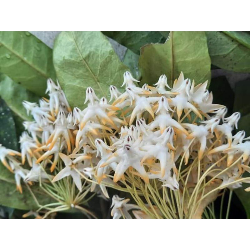 Cẩm cù hoa mũi tên