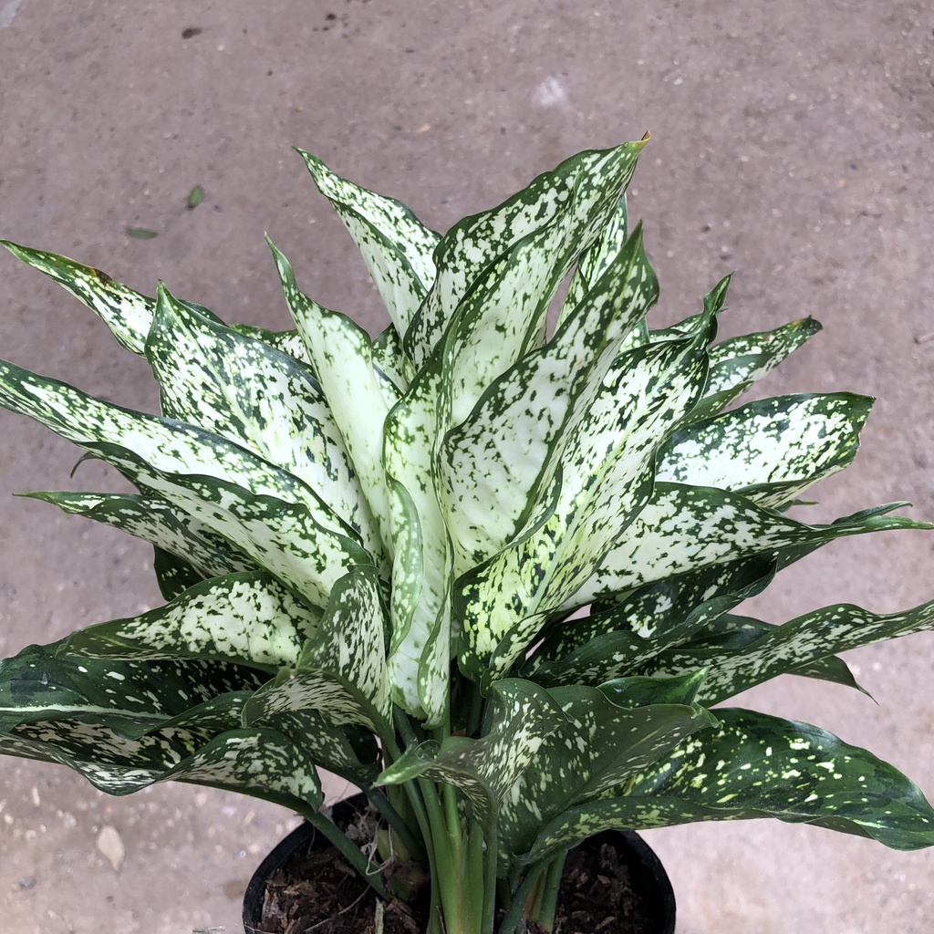 Cây ngọc ngân phong thủy, Cao 20cm - Trang trí nội thất, phòng ngủ, ban công