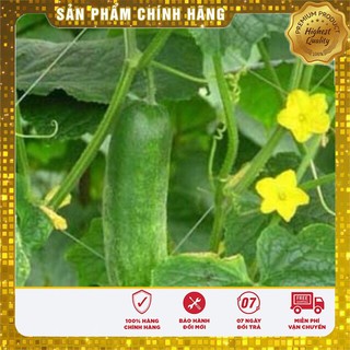 Hạt Giống Dưa Leo Nếp Cao Sản(30-35 hạt)