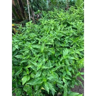 Lá cẩm tím sấy khô