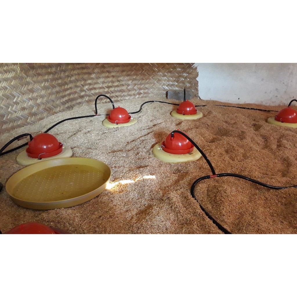 Máng Uống Gà Con - Chim Cút - Vịt - Ngan