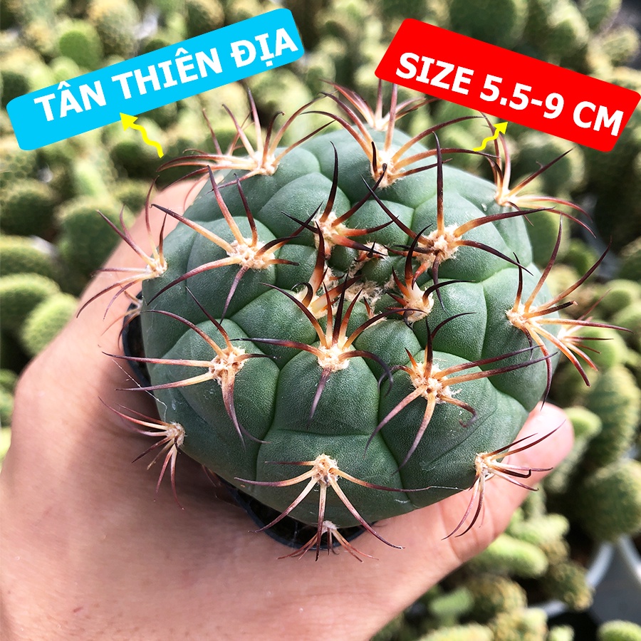 Xương rồng TÂN THIÊN ĐỊA, Size 5.5-9 cm, 1 đổi 1