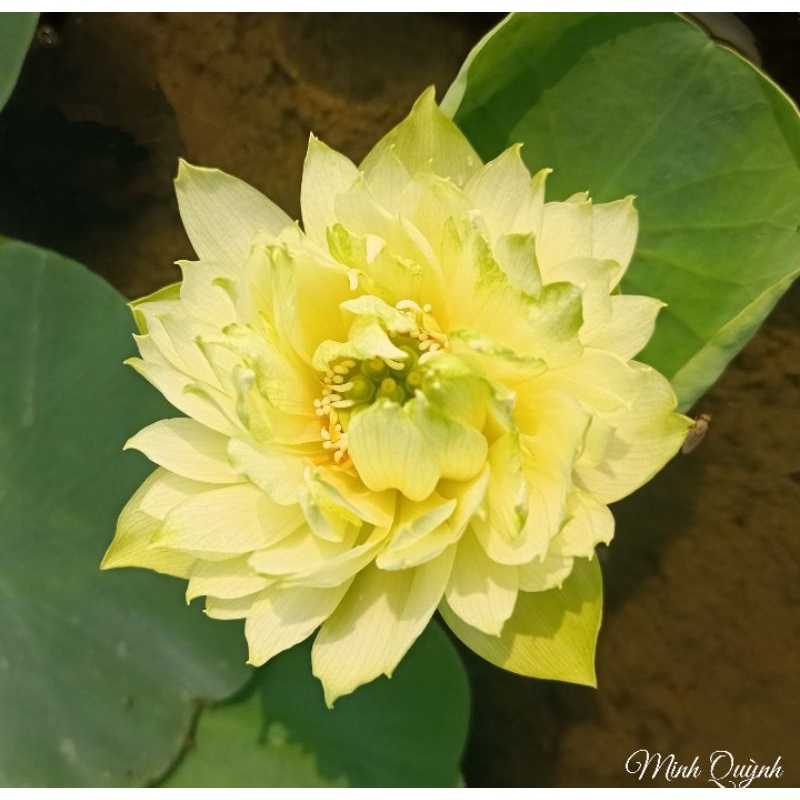 Combo 2 củ sen mini trắng Snow White và mini Little dragon