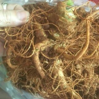 Sỉ giá gốc củ tam thất tươi 500g - 1kg