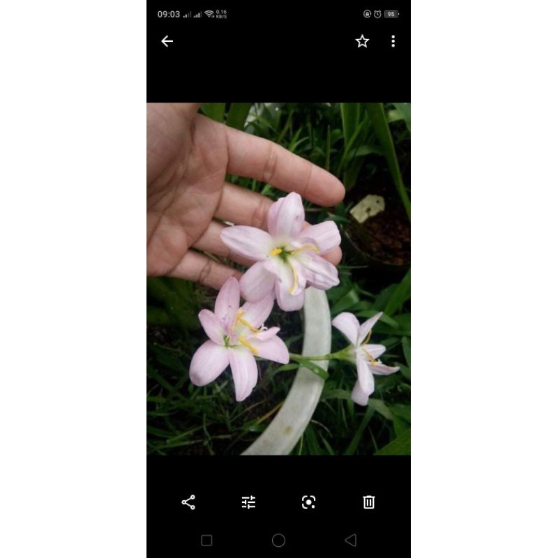 huệ mưa bunny beep cánh kép