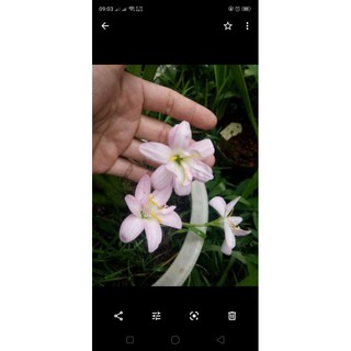 huệ mưa bunny beep cánh kép