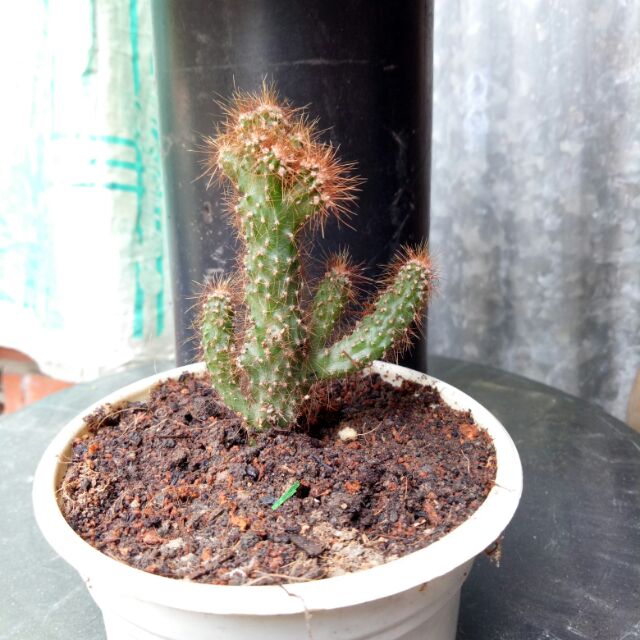 Xương rồng núi vàng