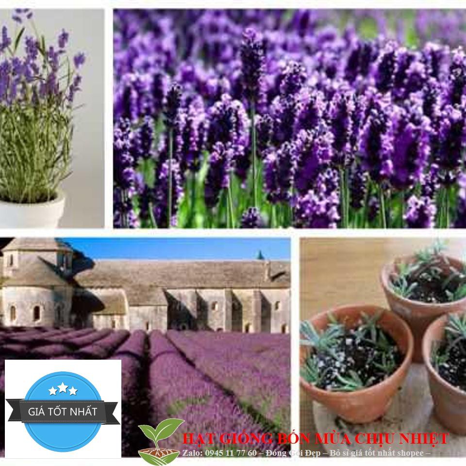 Hạt Giống Hoa Oải Hương 4 mùa/Lavender (30 hạt) ĐẾN MÙA TRỒNG TẾT