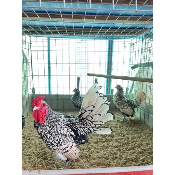 Trứng giống gà vảy cá