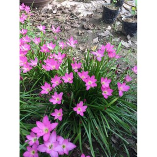 5 củ huệ mưa màu hồng