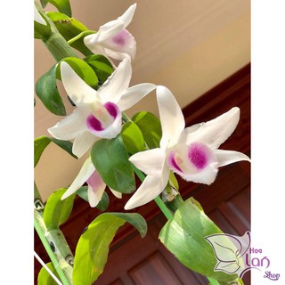 Lan Phi Điệp 🍀FREESHIP🍀 5 Cánh Trắng HO [ Ươm Kie ]