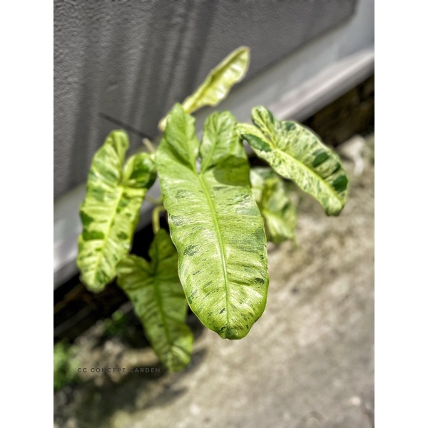 Trầu bà | Philodendron paraiso verde