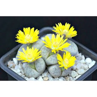 Cung Cấp Hạt Giống Hoa Đá Sống( Hoa Thạch Lan) 5 hạt hạt đẹp