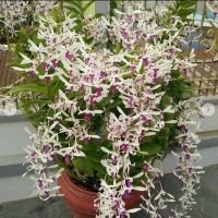 CÁC LOẠI NẮNG CÂY GIỐNG