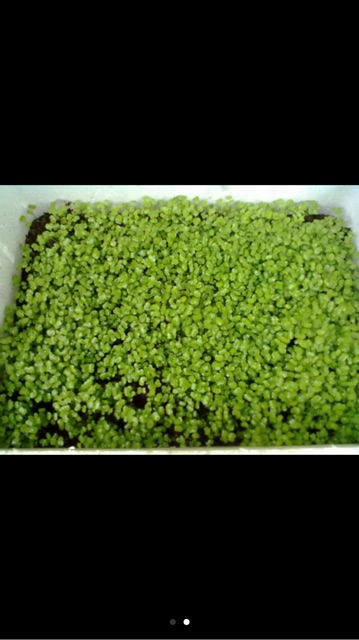 Hạt giống mầm cải ngọt- gói 50gr