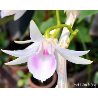 hoa lan giả hạc 5ct lâm đồng
