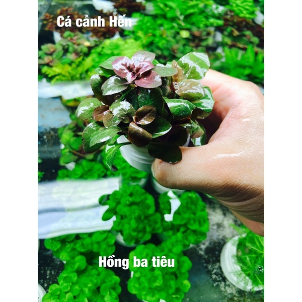 Cây thuỷ sinh Hồng ba tiêu - combo 8️⃣k -Cây màu tím siêu đẹp cho người mới chơi