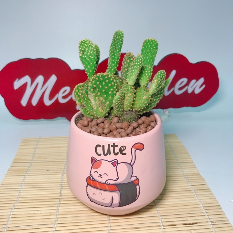 Chậu xương rồng tai thỏ mini