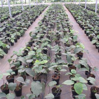 Tưới nhỏ giọt capinet cho hoa chậu Netafim (10 bộ)